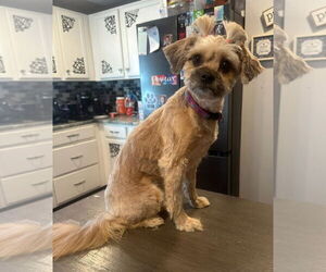 Shih Apso Dogs for adoption in Lexington Park, MD, USA
