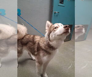 Alaskan Malamute-Unknown Mix Dogs for adoption in Las Vegas, NV, USA