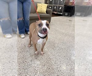 Staffordshire Bull Terrier Dogs for adoption in Pasadena, TX, USA