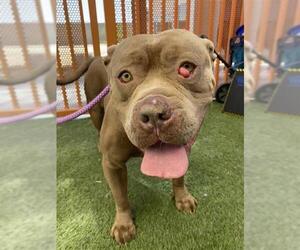 American Pit Bull Terrier-Unknown Mix Dogs for adoption in Las Vegas, NV, USA