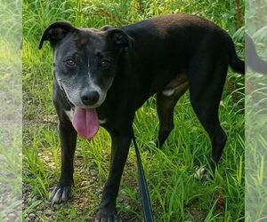 American Pit Bull Terrier-Labrador Retriever Mix Dogs for adoption in Evansville, IN, USA