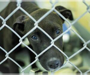 Mutt Dogs for adoption in Tulsa, OK, USA