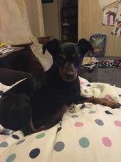 Miniature Pinscher Dogs for adoption in West valley , UT, USA