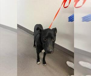 American Pit Bull Terrier-Unknown Mix Dogs for adoption in HESPERIA, CA, USA