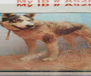 Alaskan Husky Dogs for adoption in Upland, CA, USA