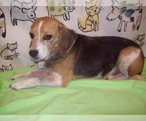 Beagle Dogs for adoption in Forestville, MD, USA