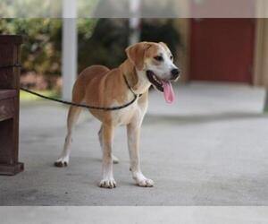 Great Dane Dogs for adoption in Lacombe, LA, USA