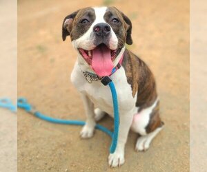 Staffordshire Bull Terrier-Unknown Mix Dogs for adoption in Long Beach, CA, USA