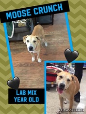 Medium Photo #1 Labrador Retriever-Unknown Mix Puppy For Sale in Franklinton, LA, USA