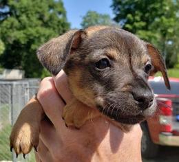 Medium Photo #1 Rat Terrier Puppy For Sale in Livingston, TX, USA