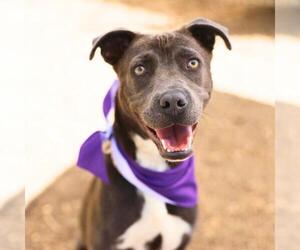American Staffordshire Terrier-Unknown Mix Dogs for adoption in San Antonio, TX, USA
