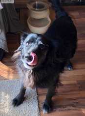Sheprador Dogs for adoption in Mooresville, NC, USA