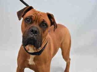 Medium Photo #1 Boxer Puppy For Sale in Fort Collins, CO, USA
