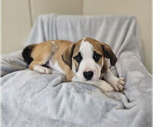 Australian Shepherd-Bulldog Mix Dogs for adoption in McKinney, TX, USA