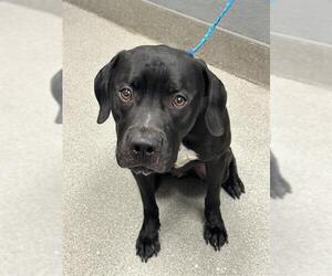 Mutt Dogs for adoption in Las Vegas, NV, USA