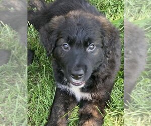Sheprador Dogs for adoption in Hillsboro, MO, USA