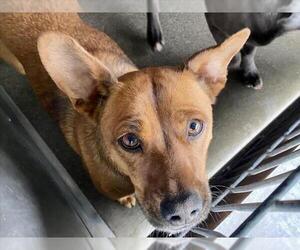 Chihuahua-Unknown Mix Dogs for adoption in San Bernardino, CA, USA