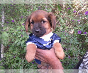 Mutt Dogs for adoption in San Diego, CA, USA