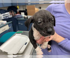 American Pit Bull Terrier Dogs for adoption in Tulsa, OK, USA