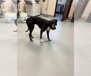 Labrador Retriever-Unknown Mix Dogs for adoption in Fayetteville, NC, USA
