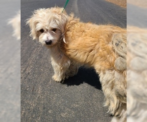 Poodle (Standard) Dogs for adoption in Fremont, CA, USA