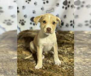 Beagle-Unknown Mix Dogs for adoption in SHERBURNE, NY, USA