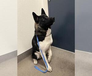 Akita Dogs for adoption in HESPERIA, CA, USA