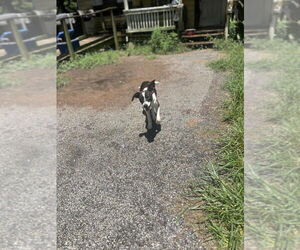 Mutt Dogs for adoption in FRAMINGHAM, MA, USA