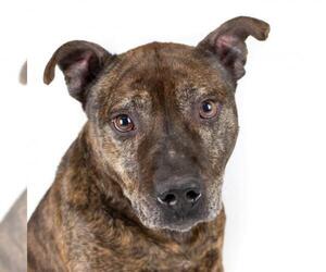 American Staffordshire Terrier Dogs for adoption in Anniston, AL, USA