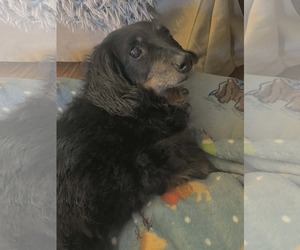 Dachshund Dogs for adoption in Fruitland, SC, USA