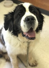 Saint Bernard Dogs for adoption in Burlington, WA, USA