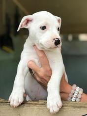 American Bulldog Dogs for adoption in Freeport, FL, USA