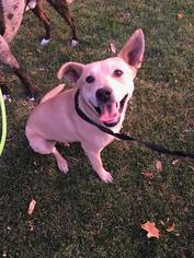 Small Labrador Retriever Mix