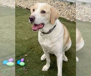 Great Pyrenees-Unknown Mix Dogs for adoption in GILBERTS, IL, USA