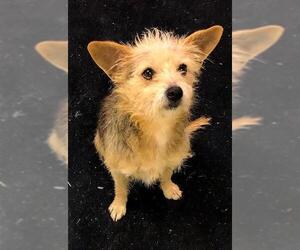 Australian Terrier Dogs for adoption in Albany, GA, USA