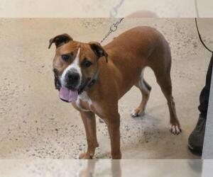 Bullboxer Pit Dogs for adoption in Waterford, VA, USA