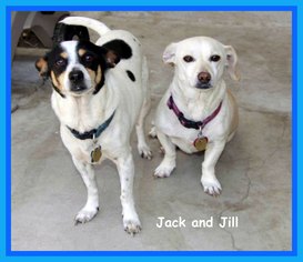 Rat Terrier-Unknown Mix Dogs for adoption in Midway City, CA, USA