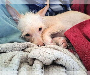 Mutt Dogs for adoption in Grafton, WI, USA