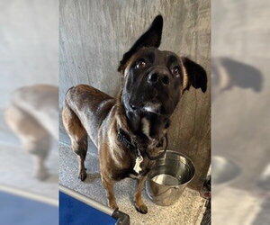 Mutt Dogs for adoption in Lodi, CA, USA