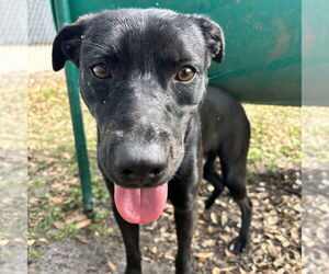 Mutt Dogs for adoption in Rockaway, NJ, USA