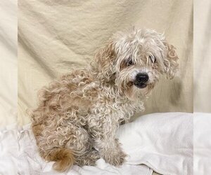 Poodle (Miniature) Dogs for adoption in Modesto, CA, USA