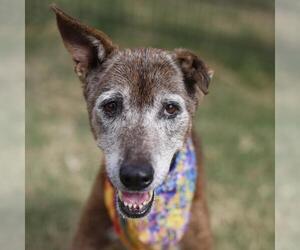 Labrador Retriever-Unknown Mix Dogs for adoption in San Antonio, TX, USA