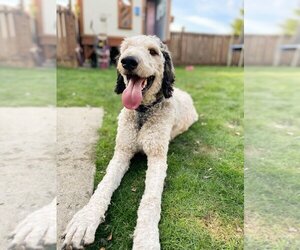 Bernedoodle Dogs for adoption in Bellingham, WA, USA