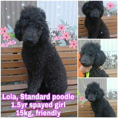 Medium Photo #1 Poodle (Standard) Puppy For Sale in Seattle, WA, USA