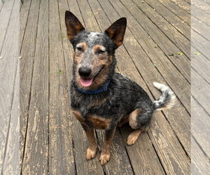 Mutt Dogs for adoption in Garden City, NY, USA