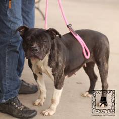 Medium Photo #1 American Pit Bull Terrier Puppy For Sale in Fredericksburg, VA, USA