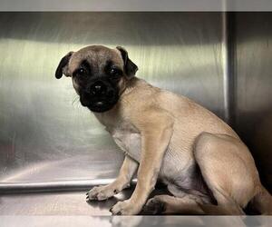 Chug Dogs for adoption in Grand Prairie, TX, USA