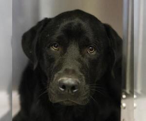 Labrador Retriever Dogs for adoption in San Antonio, TX, USA