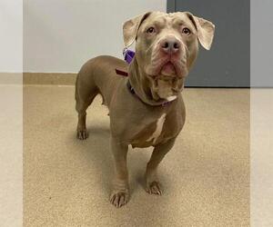 American Pit Bull Terrier-Unknown Mix Dogs for adoption in Aurora, CO, USA