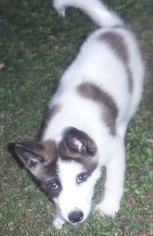 Medium Photo #1 Akita Puppy For Sale in Commerce, GA, USA